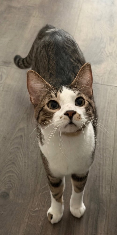 Marshmallow