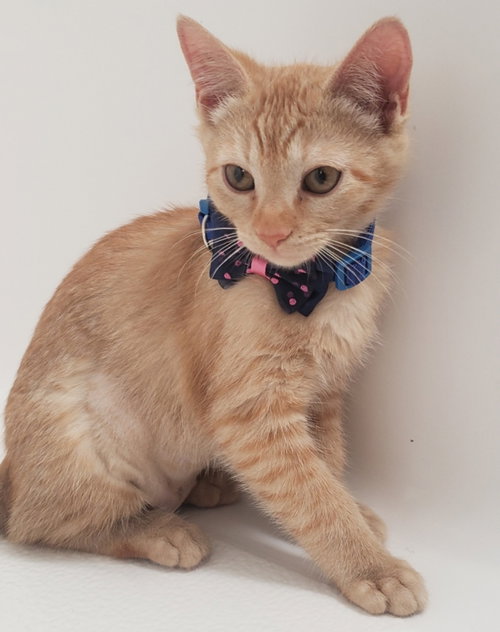 Ginger