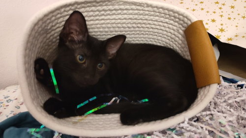 Onyx, Baby Domestic Medium Hair / Mixed, cat for adoption in San Marcos, Texas