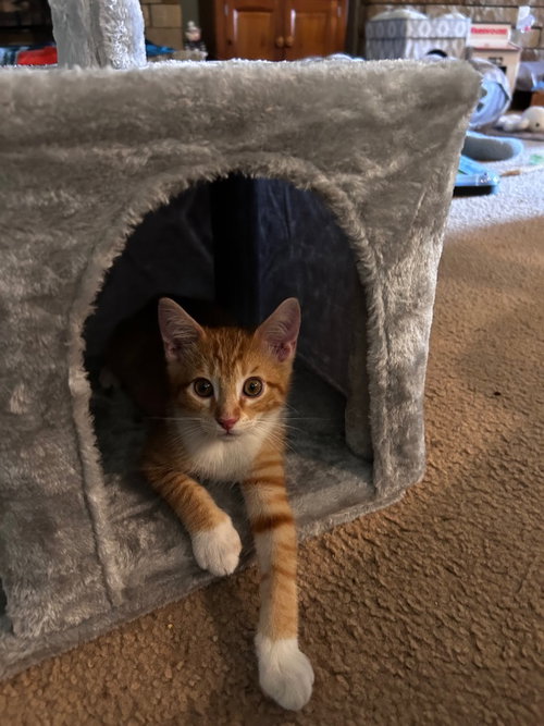 Patrick, Baby Tabby, cat for adoption in San Marcos, Texas