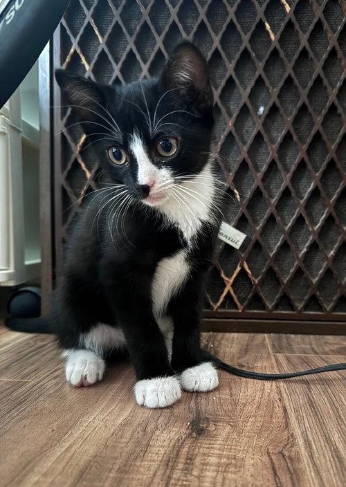 Sylvester