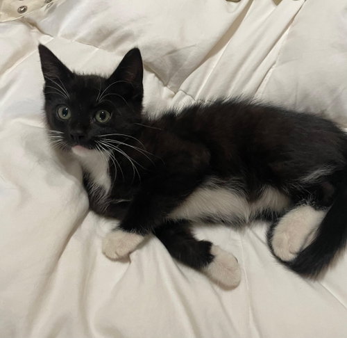 Tuxie