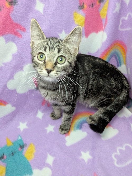 Primrose, a cat for adoption from San Antonio Feral Cat Coalition