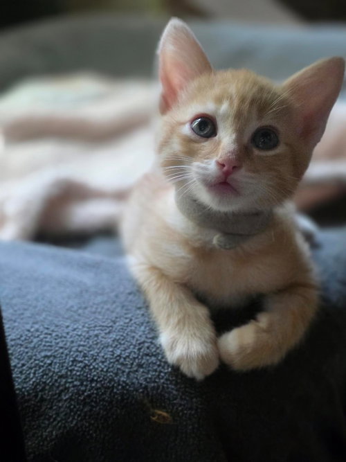 Cheeto