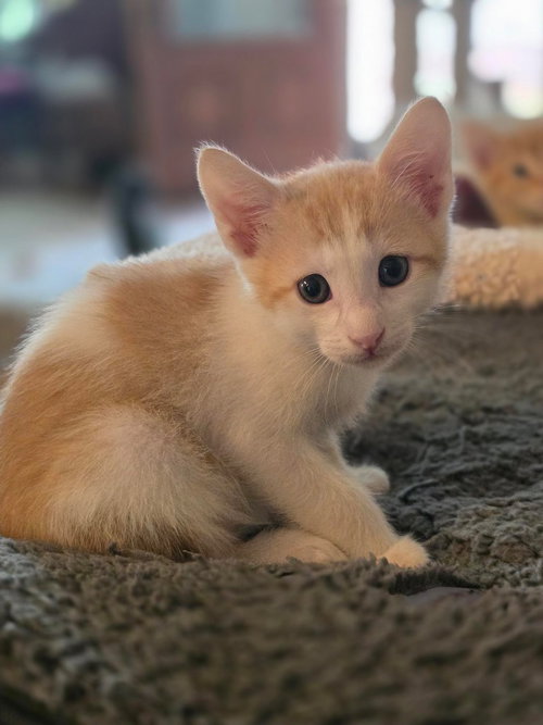 Dorito