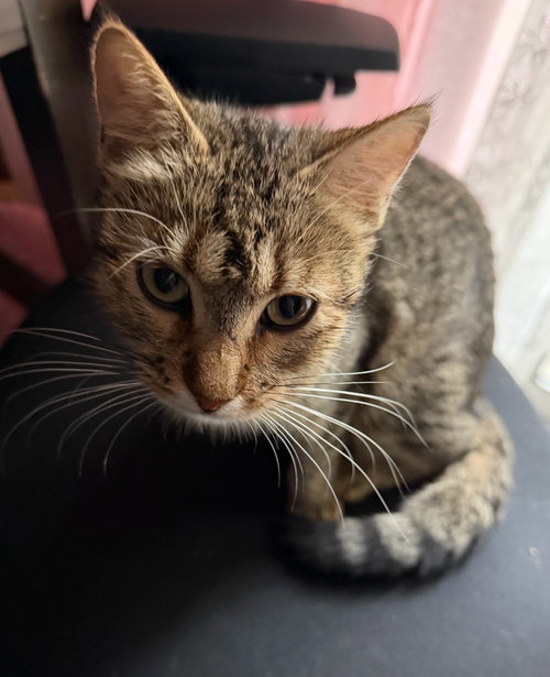 Minnie Meow