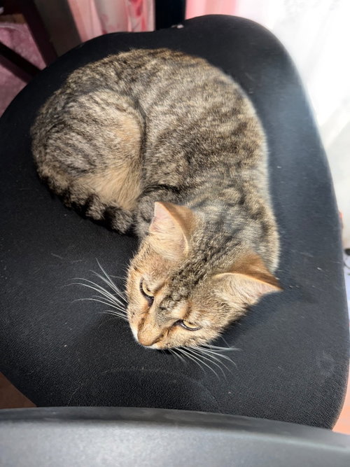 Minnie Meow photo 3