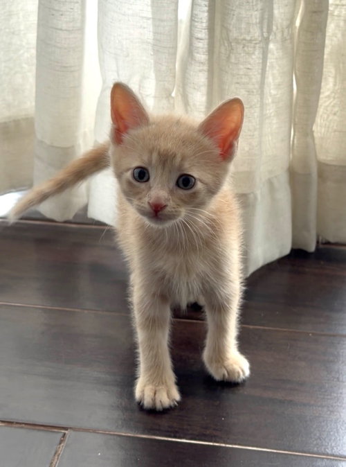 Victor