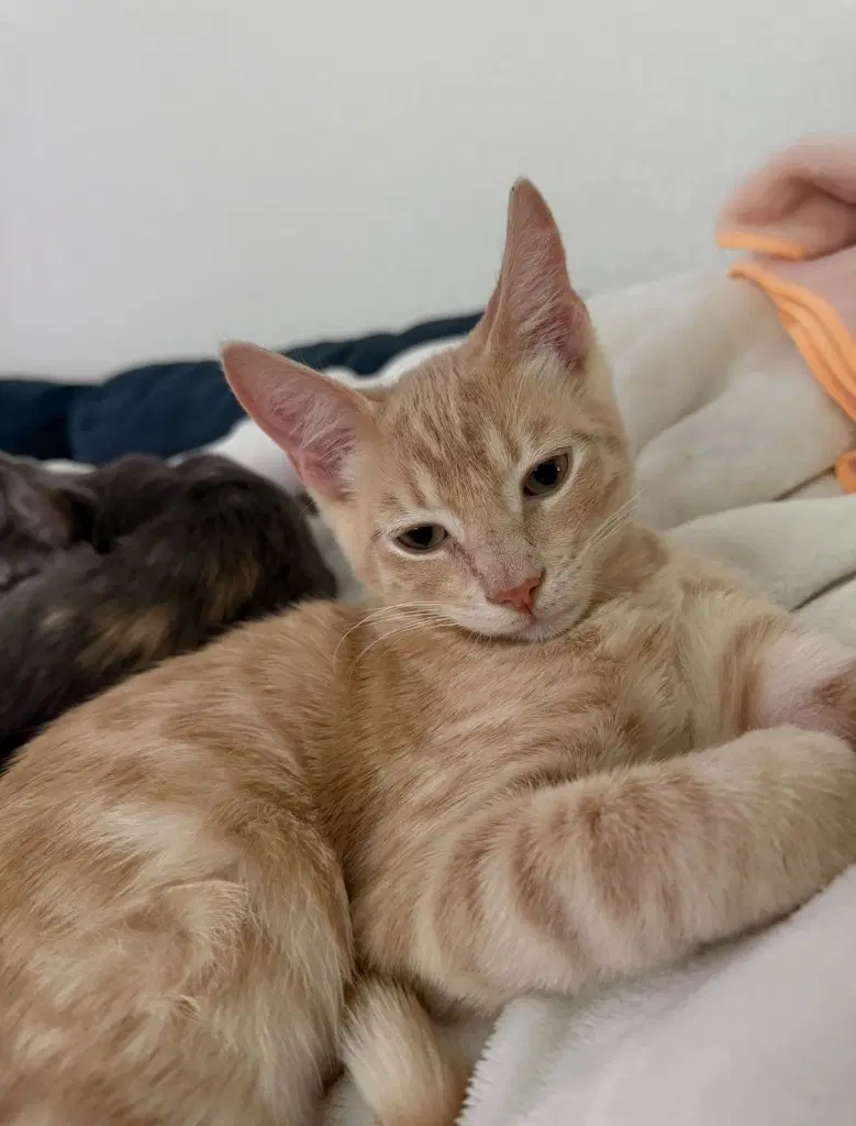 Duncan - Domestic Short Hair