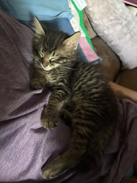 Simba