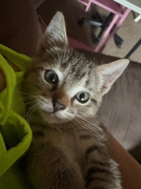 Tigress