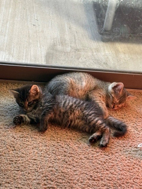 Tigress photo 4