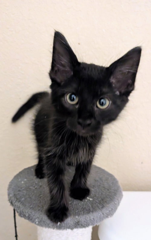 Guiness, an adoptable Domestic Medium Hair in San Antonio, TX
