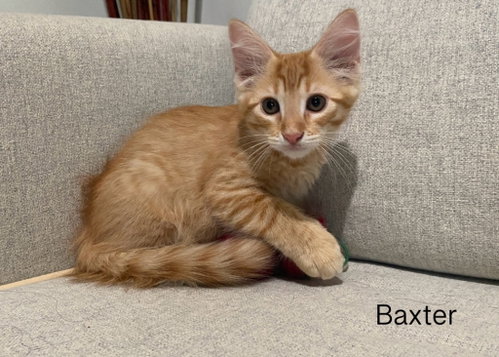Baxter, an adoptable Domestic Short Hair in San Antonio, TX