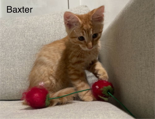 Baxter photo 2