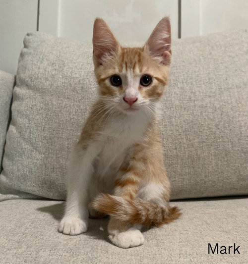 Mark
