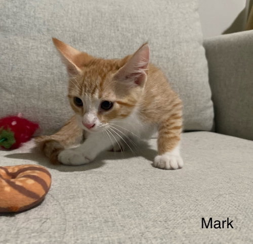 Mark photo 2