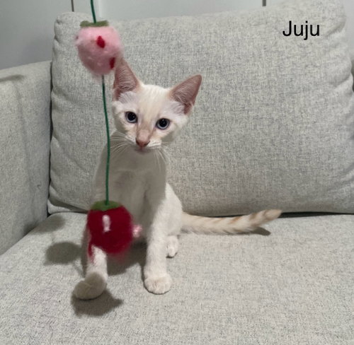 Juju