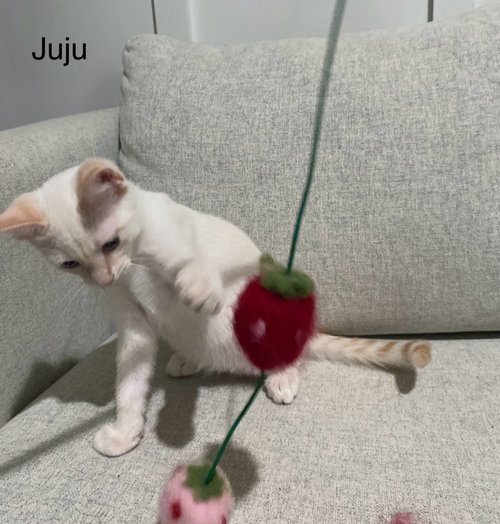Juju photo 2