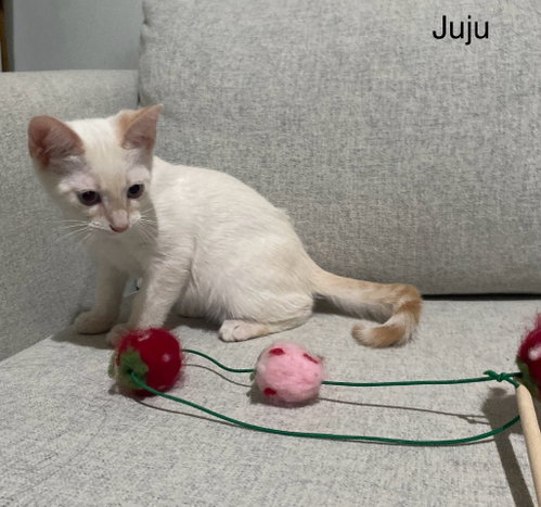 Juju photo 3