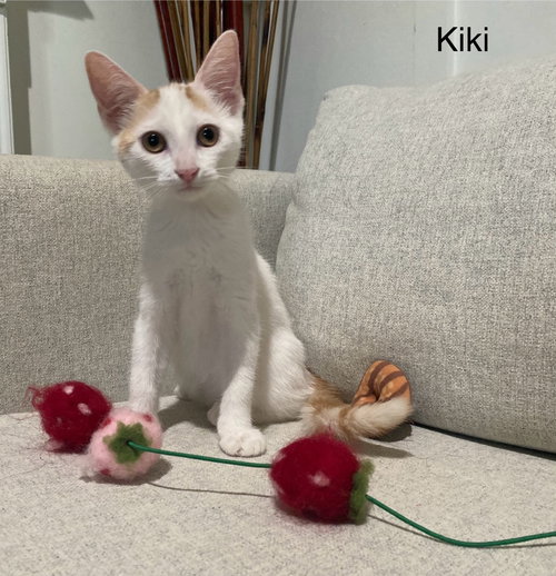 Kiki Girl, an adoptable Domestic Short Hair in San Antonio, TX