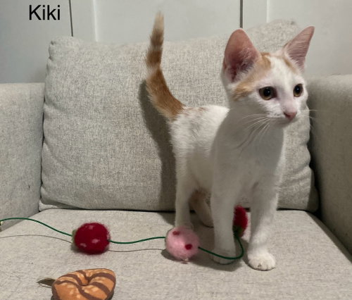 Kiki Girl photo 2