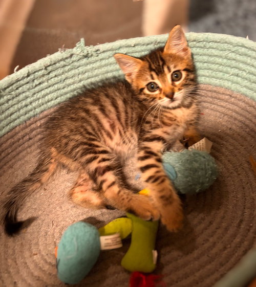 Rocky, an adoptable Tabby in San Antonio, TX