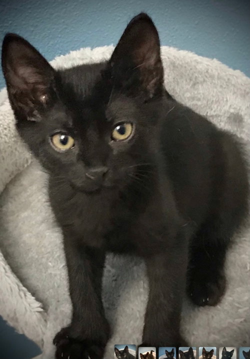 Nate, an adoptable Bombay in San Antonio, TX