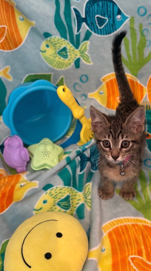 Avery, an adoptable Tabby in San Antonio, TX