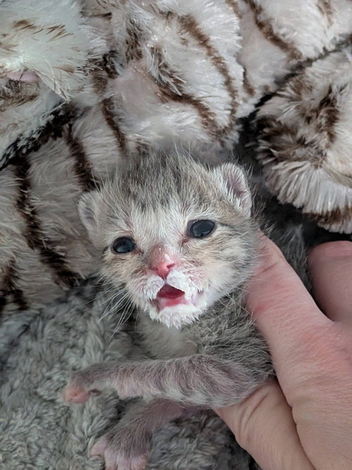 Princess Margot, an adoptable Tabby in San Antonio, TX