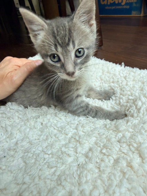 Grayson, an adoptable Tabby in San Antonio, TX