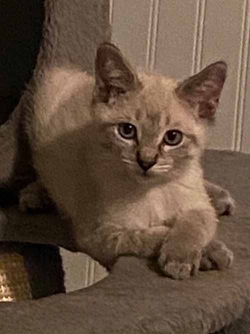 Snickerdoodle