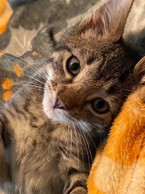 Biscotti