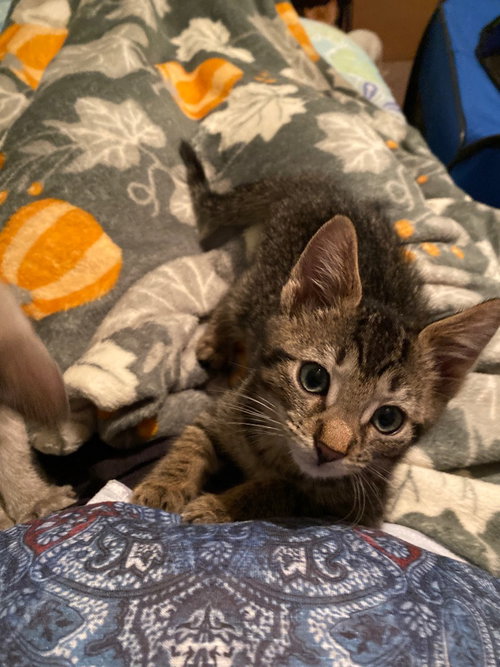 Biscotti photo 3