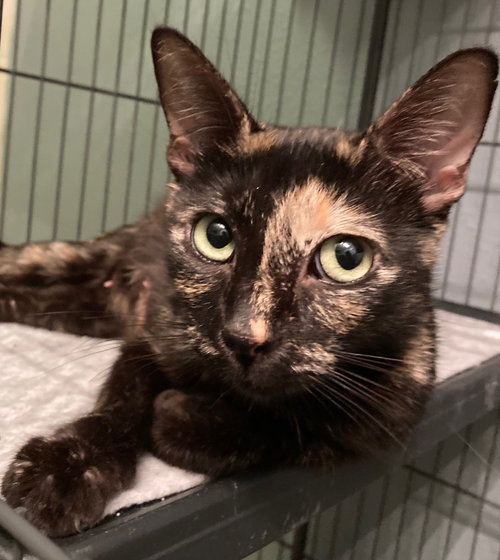 Bellatrix