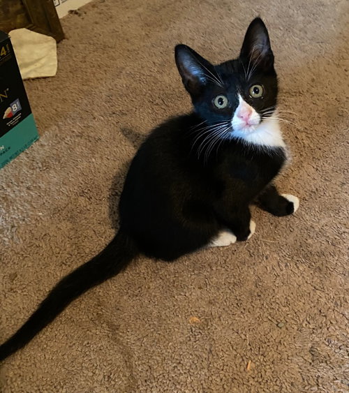 Oreo photo 3