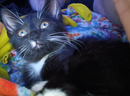 Reggie, an adoptable Tabby in San Antonio, TX