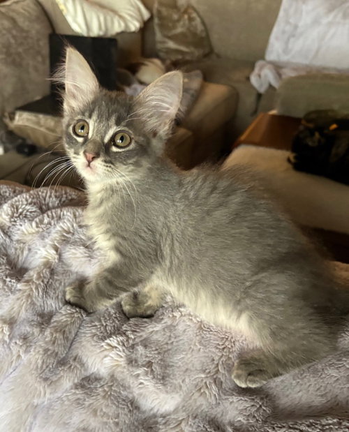 Fluffy
