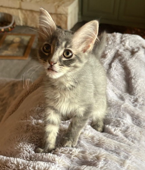 Fluffy photo 2