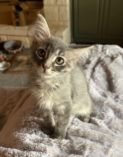 Fluffy photo 3