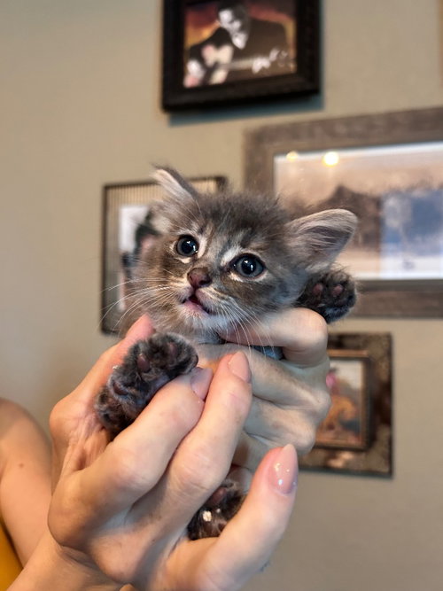 Fluffy photo 4