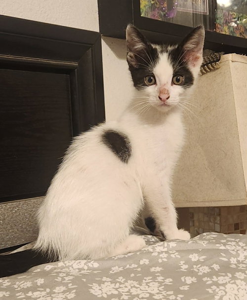 picture of the cat needing adoption