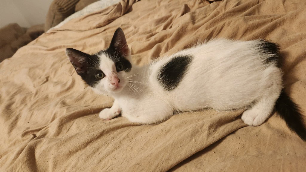 Domino, photo 2