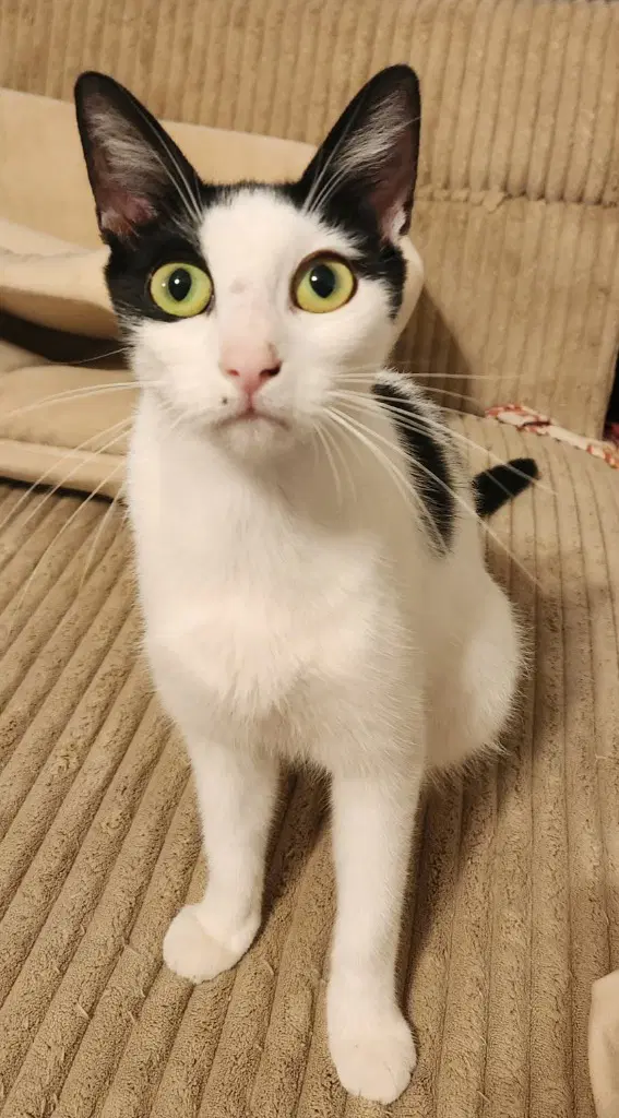 Maggie - black and white cow cat