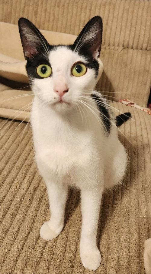 picture of the cat needing adoption
