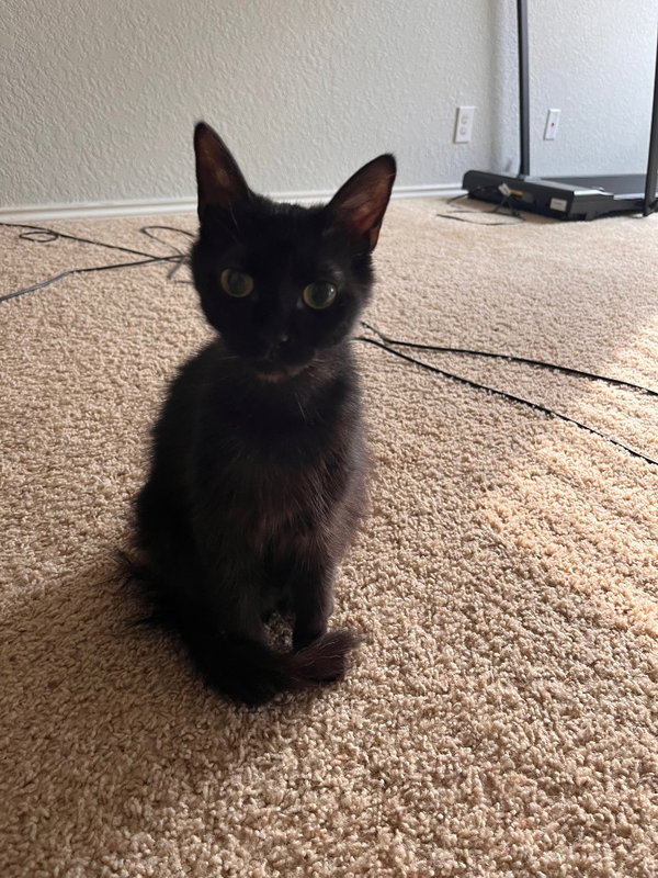 Penny