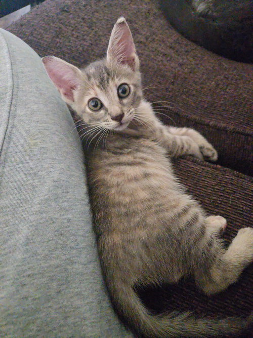 Nova Girl, an adoptable Tabby in San Antonio, TX