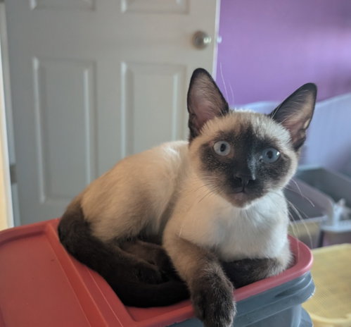 Bud, an adoptable Siamese in San Antonio, TX