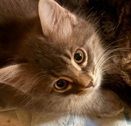Cleo