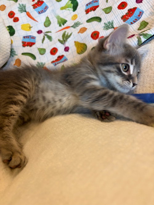 Cleo photo 3